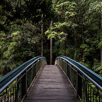 Bridge into the Woods