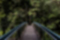 Bridge into the Woods