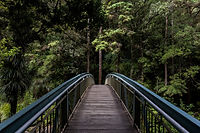 Bridge into the Woods