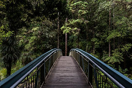 Bridge into the Woods