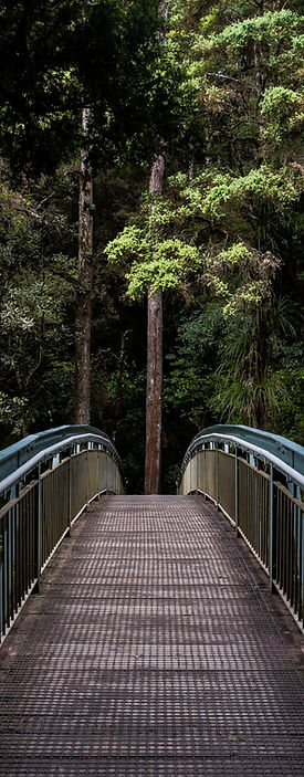 Bridge In Forest