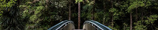 Brücke in den Wald