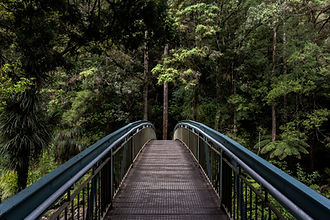 Bridge into the Woods