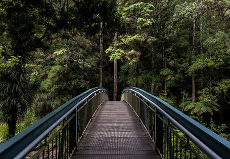 Bridge into the Woods