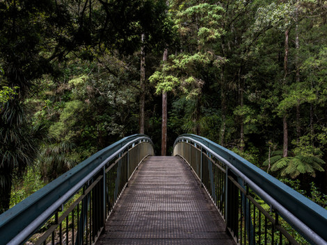 Bridge into the Woods