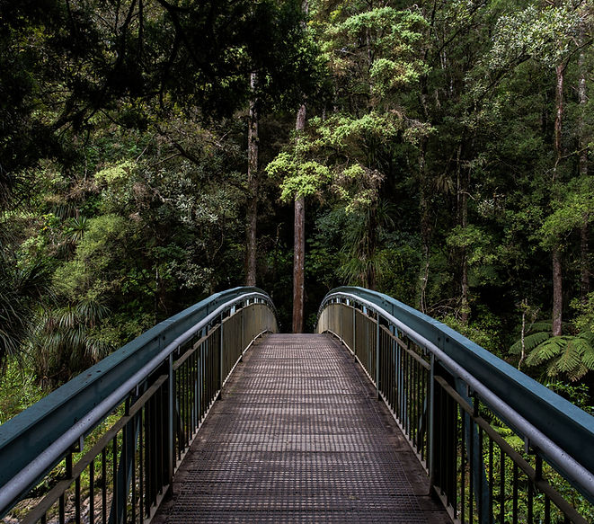 Bridge into the Woods