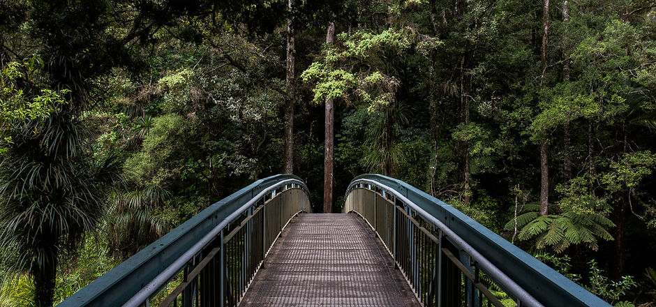 Bridge into the Woods
