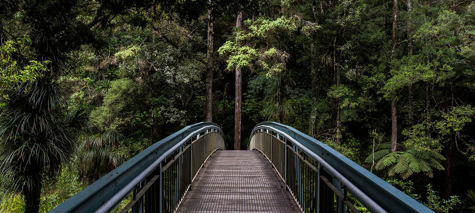 Bridge into the Woods