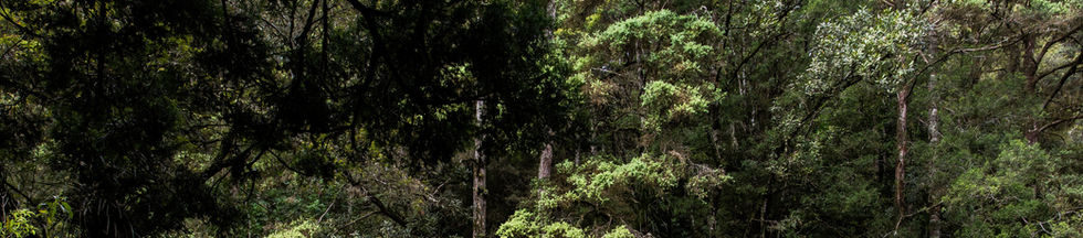 Pont dans les bois