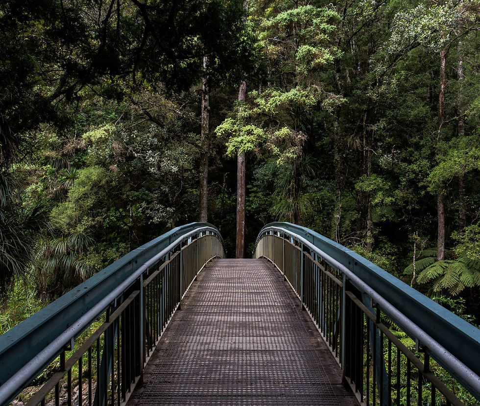 Bridge into the Woods