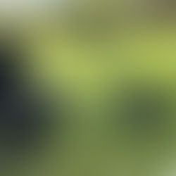 A green low rider trike on grass