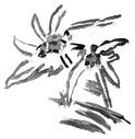 Edelweiss_2_edited_edited.png