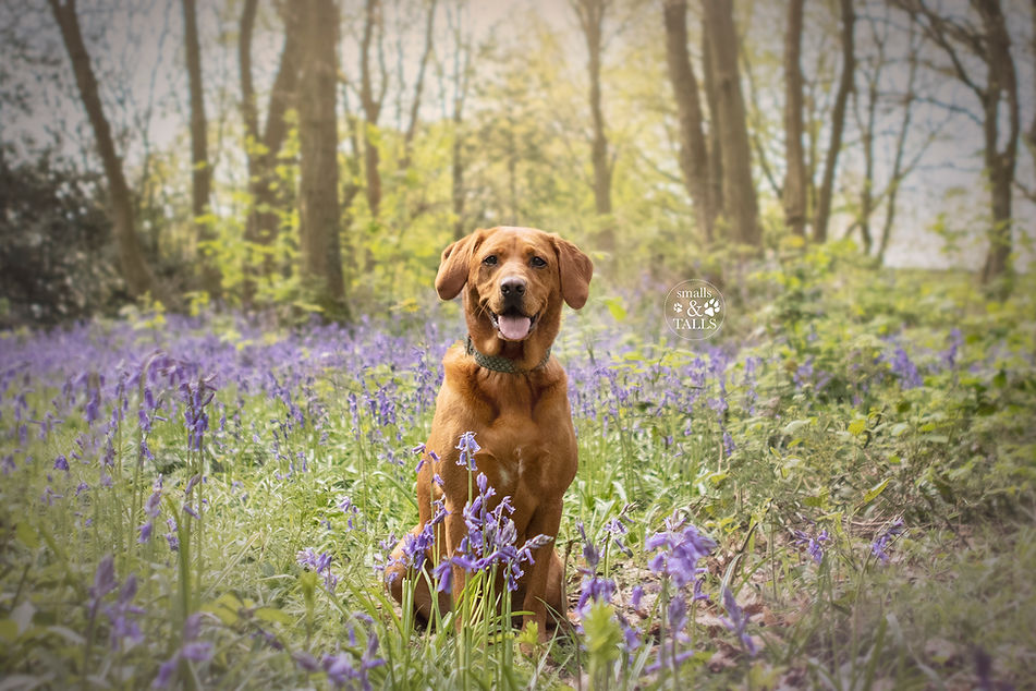 Chilli_Bluebells_01 w_logo.jpg