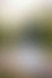 Brautpaar hält sich liebevoll an den Händen, posiert vor einer malerischen Kulisse im Bally Park