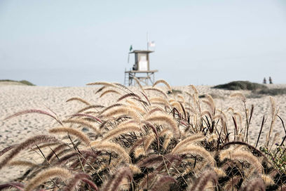 Beach grass, dune and grass