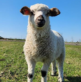 shared image (79)_edited.jpg