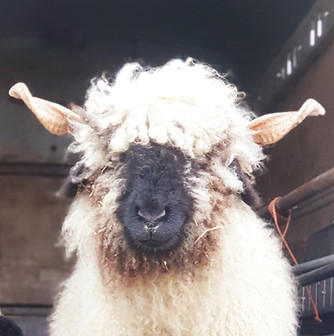 Media - 2025-07-07T073029.102.jpg