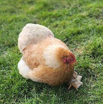 Media - 2025-07-07T073034.713.jpg