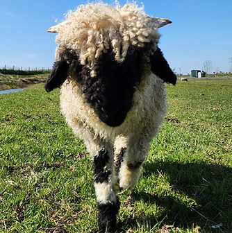 shared image (98)_edited.jpg