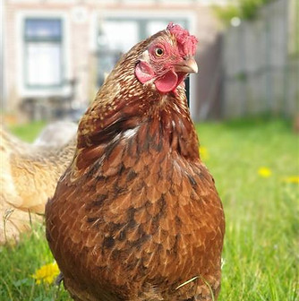 shared image (100).jpg