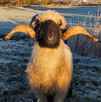 shared image (91).jpg