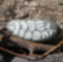Fern on log.jpg