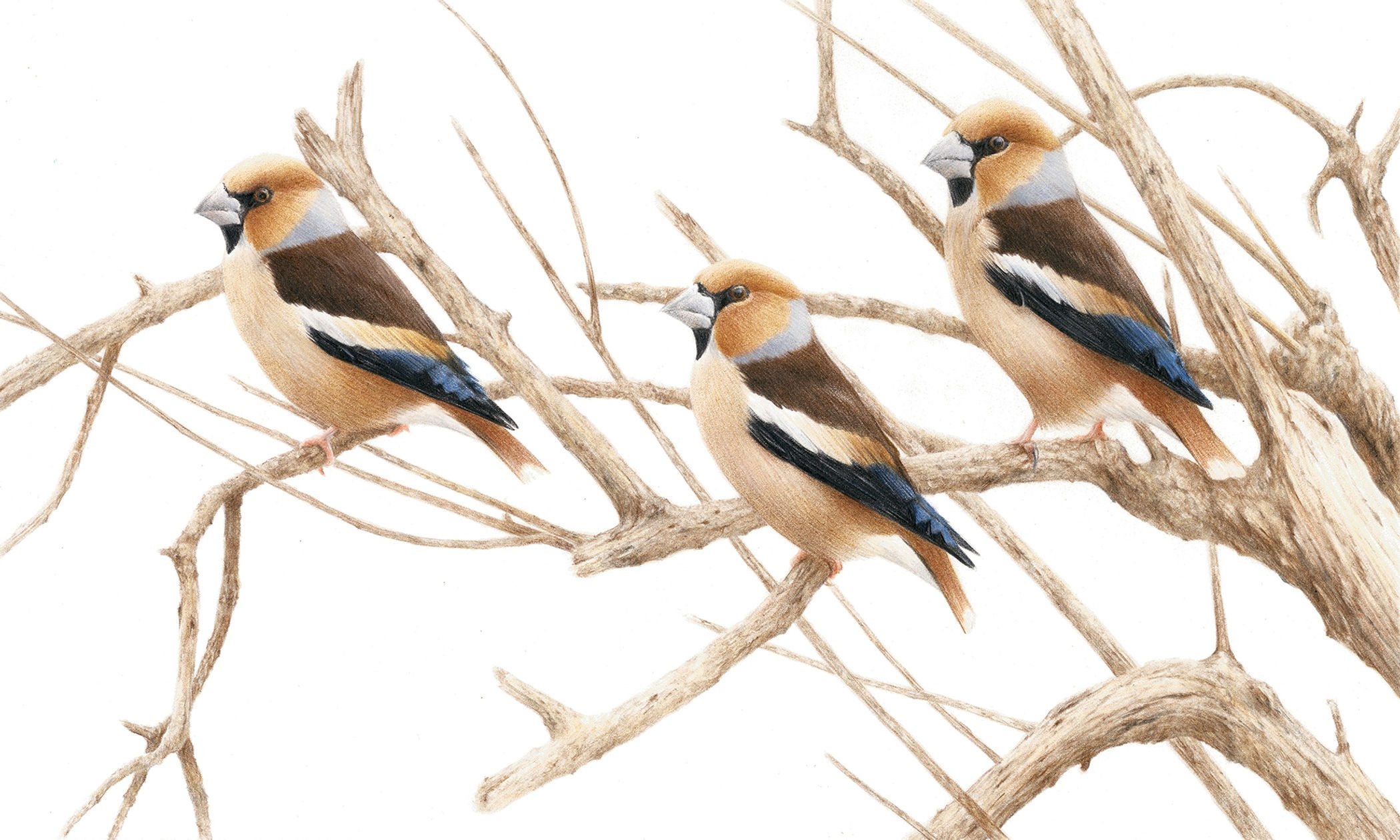 Hawfinch (trio)