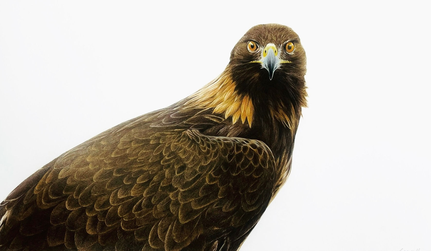 Golden Eagle