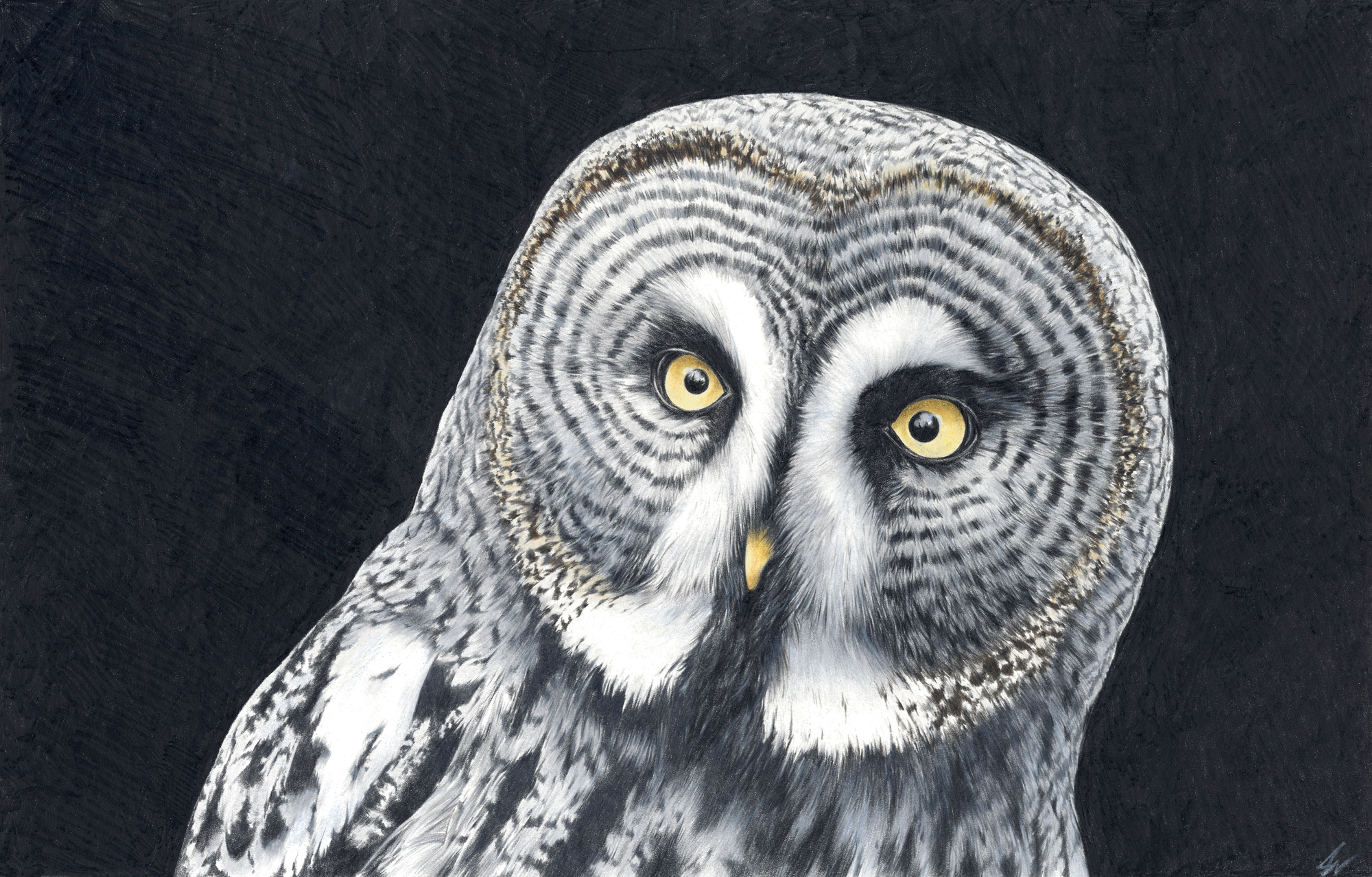 Great Grey Owl