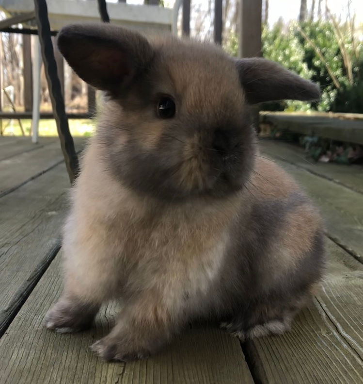 Pedigreed Holland Lop Rabbits | Blue Back Bunnies | West Hartford