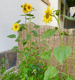 Sonnenblumen