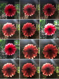 IMG_1241.jpeg