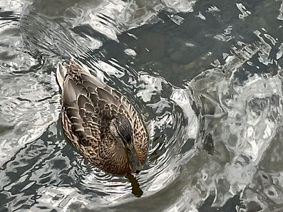 duck swimming in the huron river
