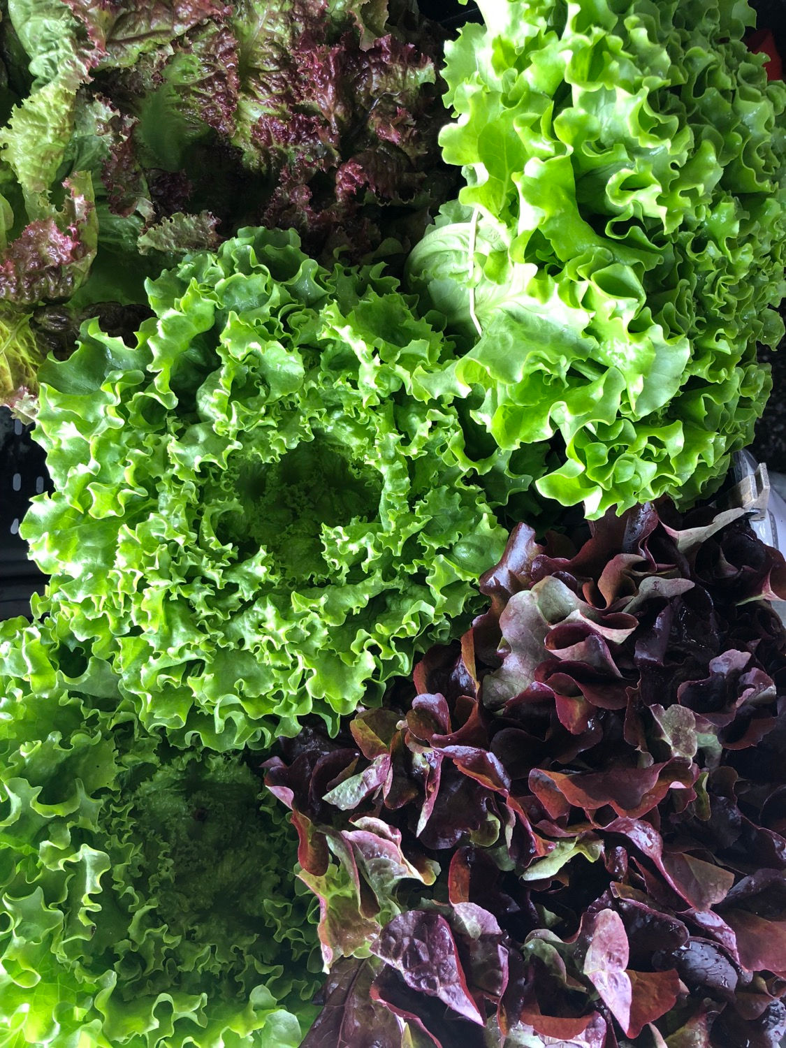 Head Lettuce