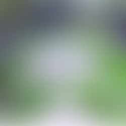 POR CELEBRACIÓN DE NOCHE DE ÁNIMAS, INICIA PEATONALIZACIÓN DEL CENTRO HISTÓRICO