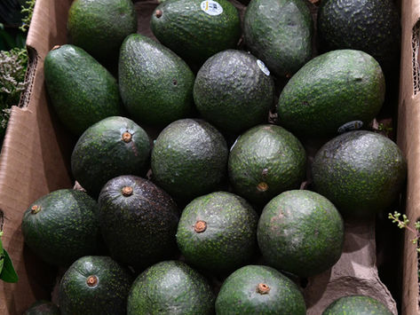 Indicación Geográfica del aguacate genera mayor valor para 48 mil productores michoacanos
