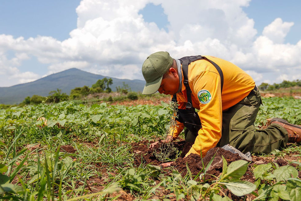 En Michoacán se protege la flora y fauna en la obra pública: Rogelio Zarazúa