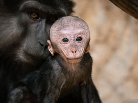 Zoológico de Morelia registra más de 500 nacimientos durante la actual administración