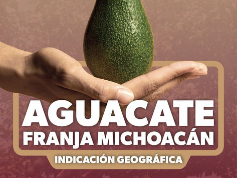 El aguacate michoacano y el valor de proteger un patrimonio colectivo