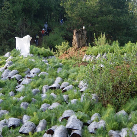 ANUNCIAN CAMPAÑA DE REFORESTACIÓN EN CUANAJO