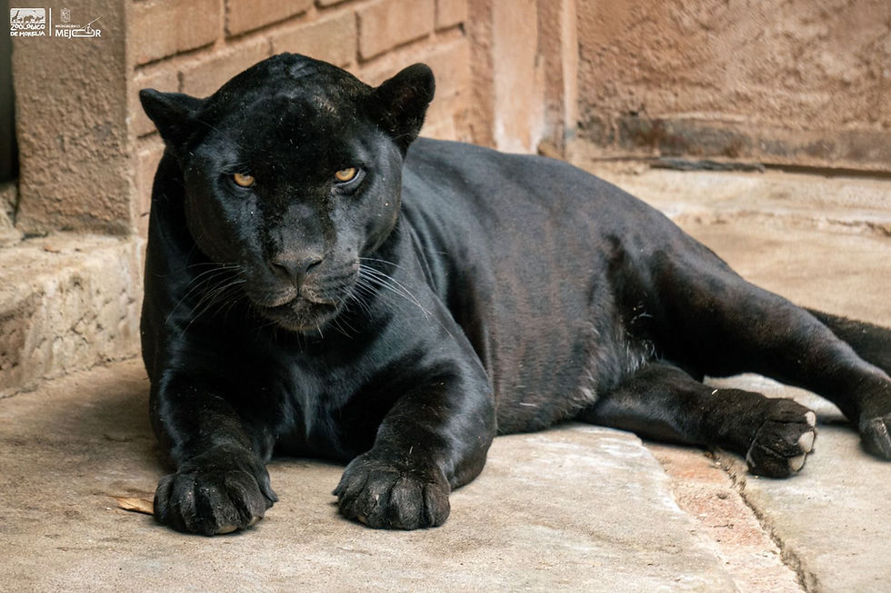 Busca Zoológico de Morelia reproducción de jaguares bajo cuidado humano