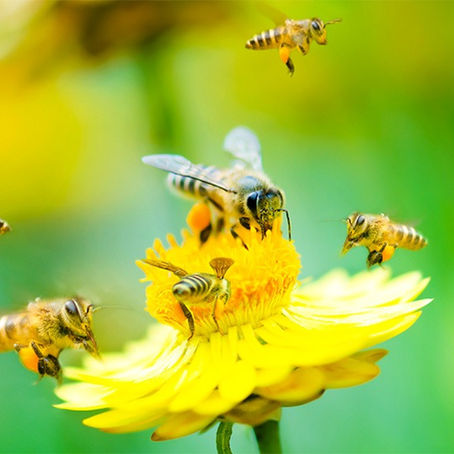 Cambios en el uso del suelo y agroquímicos amenazan a las abejas nativas de México