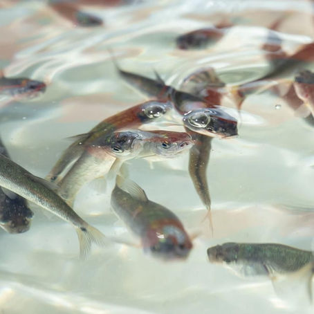 Pescado blanco en vías de obtener protección de indicación geográfica: ICTI
