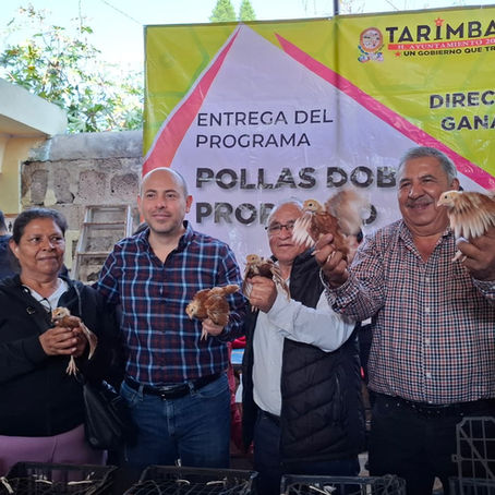 CONTINÚAN LOS PROGRAMAS SOCIALES EN TARÍMBARO: ENTREGAN POLLITAS DOBLE PROPÓSITO A FAMILIAS DEL MUNICIPIO