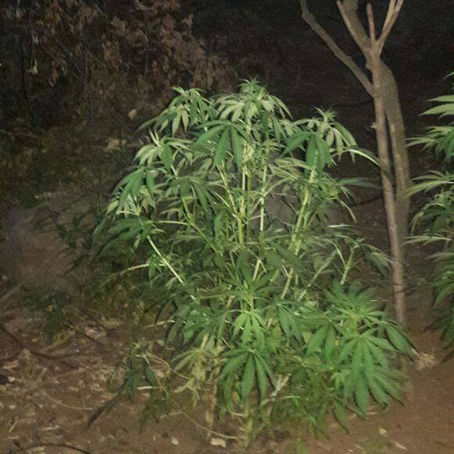 POLICÍA MICHOACÁN ACUITZIO DESTRUYE PLANTÍO DE MARIHUANA