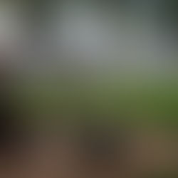 INSTALAN JARDÍN DE POLINIZADORES EN LA PLAZA VASCO DE QUIROGA DE PÁTZCUARO