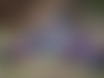 Con Jalo a Reforestar, jóvenes plantan más de 10 mil pinos en Zinapécuaro: Ijumich