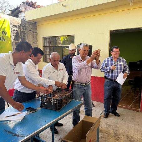 Impulsa Tarímbaro la economía familiar con entrega de pollitas de doble propósito