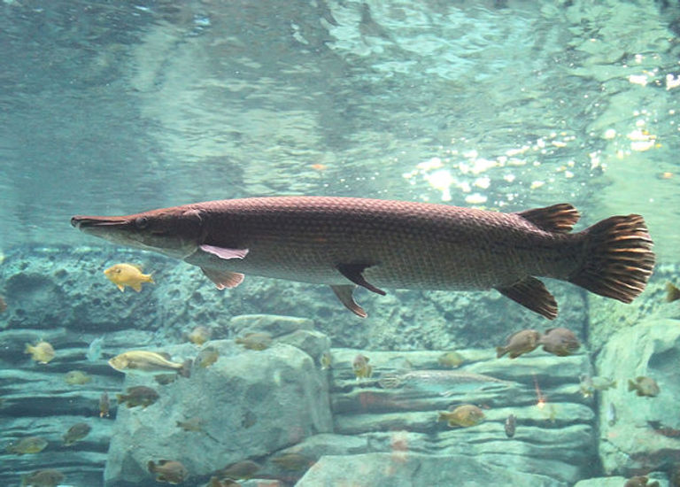 640px-Alligator_Gar_10.jpeg
