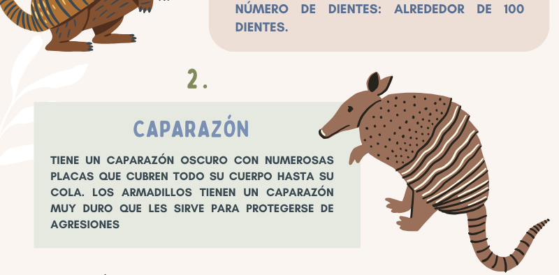 Armadillo gigante 